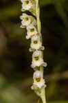 Florida lady's tresses